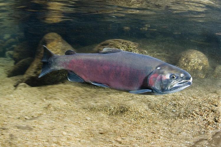 coho salmon